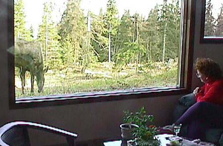 1999 blanche moose window